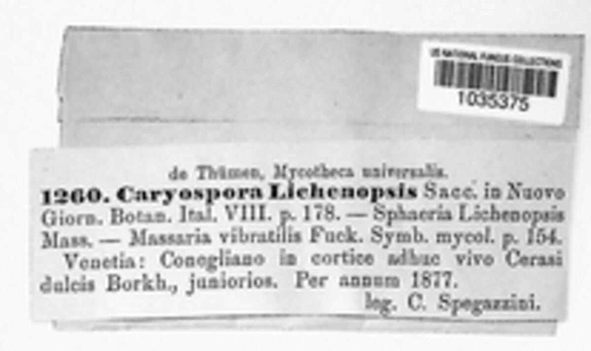 Caryospora lichenopsis image